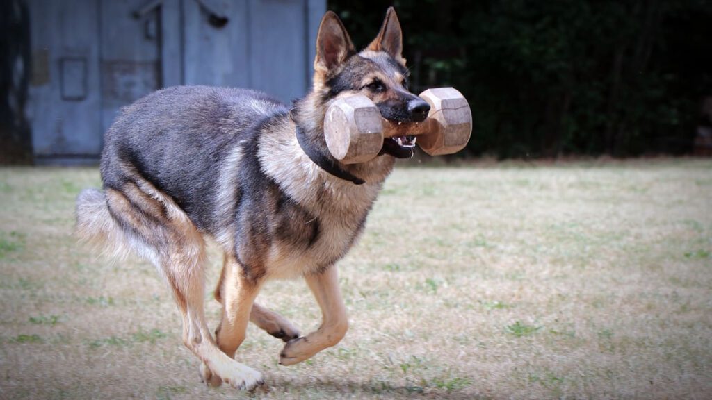 Hundesportverein Leipzig-Ost e.V.